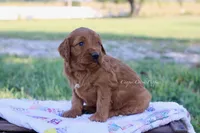 Joyce, a female Goldendoodle for sale in Lowry City, MO – 2 of 4