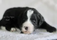 Clyde, a male Sheepadoodle for sale in Lowry City, MO – 2 of 2