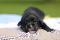 Gil, a male Bernedoodle for sale in Lowry City, MO – 2 of 3