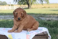 Judson, a male Goldendoodle for sale in Lowry City, MO – 2 of 3