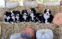 Kora, a female Bernedoodle for sale in Lowry City, MO – 3 of 3