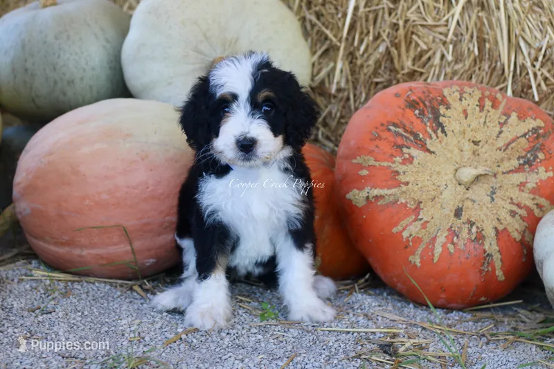 Kora – Bernedoodle puppy for sale in Lowry City, MO