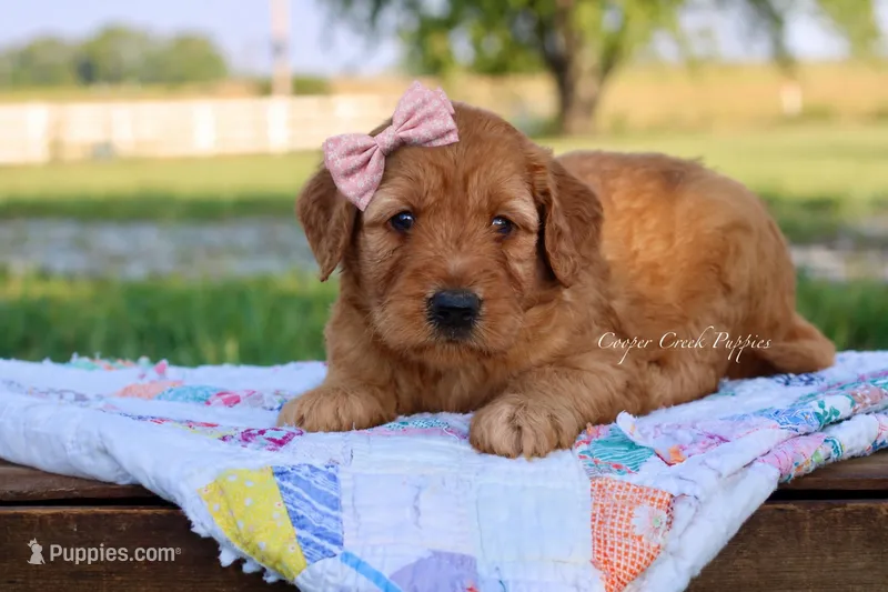 Judy – Goldendoodle puppy for sale in Lowry City, MO