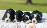Fannie, a female Bernedoodle for sale in Lowry City, MO – 3 of 4
