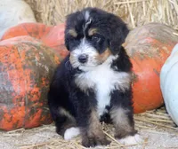 Koop, a male Bernedoodle for sale in Lowry City, MO – 2 of 4