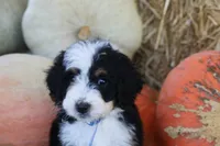Kora, a female Bernedoodle for sale in Lowry City, MO – 2 of 3