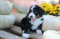 Kennedy, a male Bernedoodle for sale in Lowry City, MO – 3 of 4
