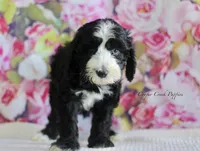 Clyde, a male Sheepadoodle for sale in Lowry City, MO – 1 of 2