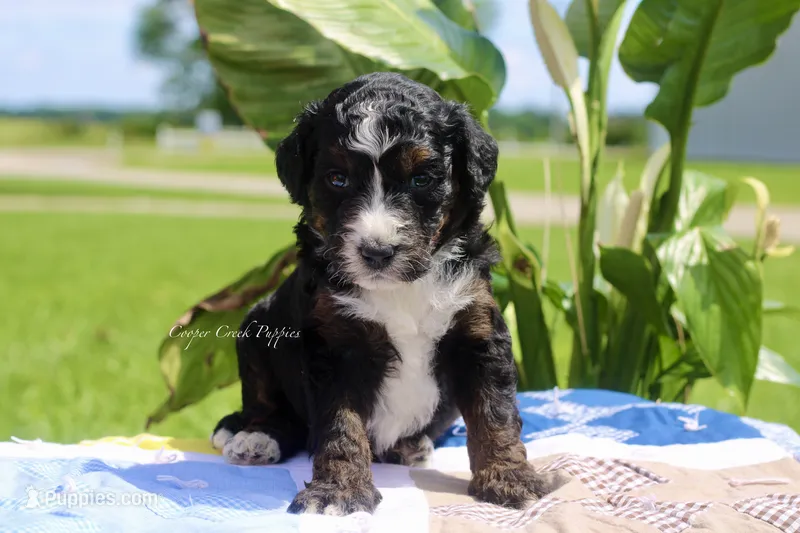 Gwen – Bernedoodle puppy for sale in Lowry City, MO