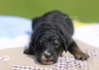 Gideon, a male Bernedoodle for sale in Lowry City, MO – 2 of 3
