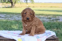 Joyce, a female Goldendoodle for sale in Lowry City, MO – 3 of 4