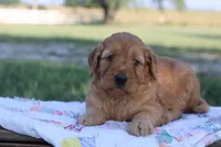 Judy, a female Goldendoodle for sale in Lowry City, MO – 3 of 4