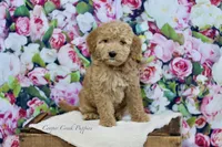 Ivy, a female Goldendoodle for sale in Lowry City, MO – Photo 1 of 2