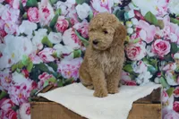 Ivy, a female Goldendoodle for sale in Lowry City, MO – Photo 2 of 2