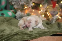 processed/87829e90-5fa1-4c10-abf7-248134b1f0d4/listing/ee5521c3-ec24-411e-82be-42a26fe4c036/585adee2-3085-4e25-a052-cad4a78e5408