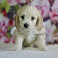 Barnaby, a male Cockapoo for sale in Lowry City, MO – Photo 1 of 3