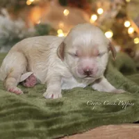 Barnaby, a male Cockapoo for sale in Lowry City, MO – Photo 2 of 3