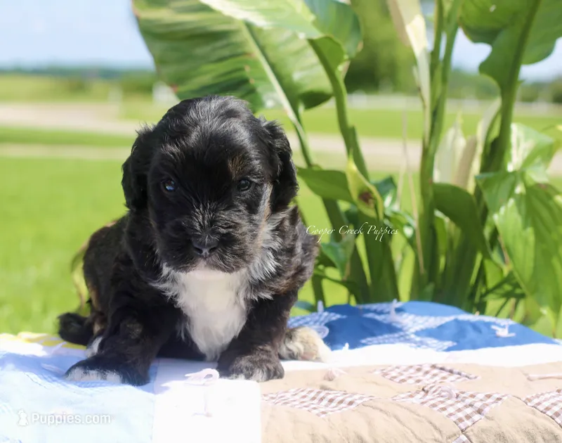 Gerald – Bernedoodle puppy for sale in Lowry City, MO