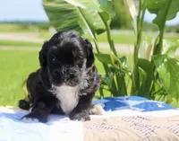 Gerald, a female Bernedoodle for sale in Lowry City, MO – 1 of 3
