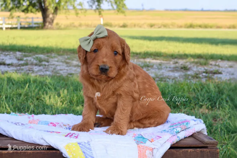 Joyce – Goldendoodle puppy for sale in Lowry City, MO