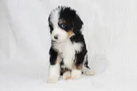 Garrison, a male Bernedoodle for sale in Lowry City, MO – Photo 2 of 2