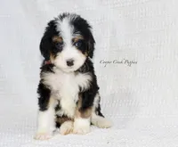Garrison, a male Bernedoodle for sale in Lowry City, MO – Photo 1 of 2