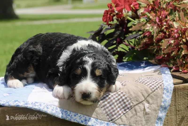 Ivy – Bernedoodle puppy for sale in Lowry City, MO