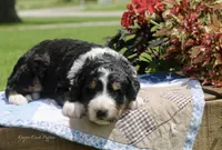Ivy, a female Bernedoodle for sale in Lowry City, MO – 1 of 2