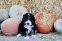 Klara, a female Bernedoodle for sale in Lowry City, MO – 2 of 4
