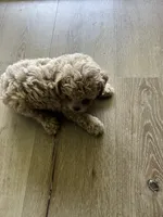 Tandoori , a male Poodle - Toy  for sale in Lafayette, IN – 1 of 2