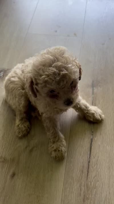Tandoori , a male Poodle - Toy  for sale in Lafayette, IN – 2 of 2