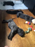 Gordo, a male Cane Corso for sale in Jersey City, NJ – 2 of 3