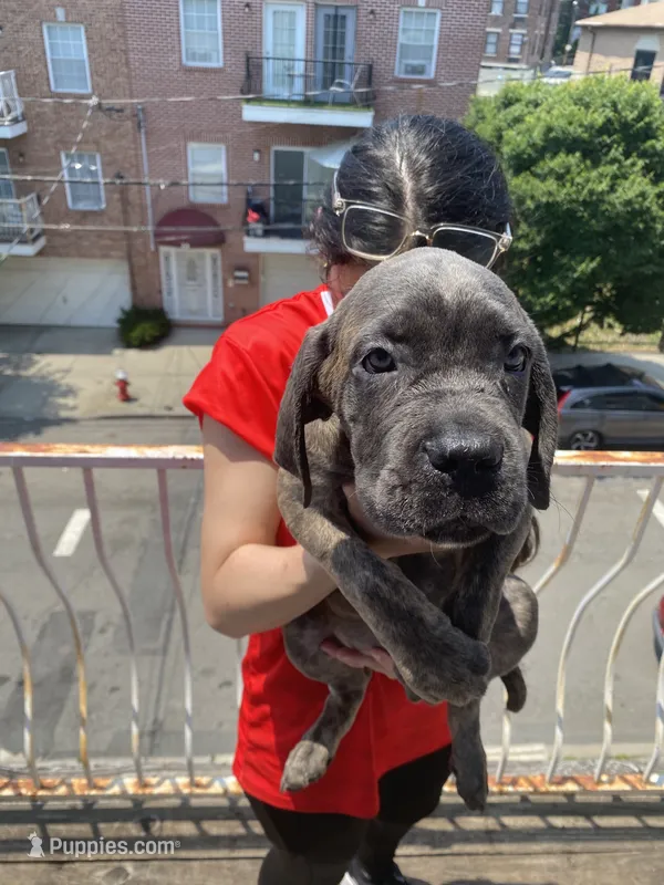 Beta  – Cane Corso puppy for sale in Jersey City, NJ