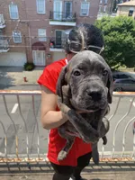 Beta , a female Cane Corso for sale in Jersey City, NJ – 1 of 3