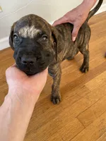 Hela, a female Cane Corso for sale in Jersey City, NJ – 2 of 2