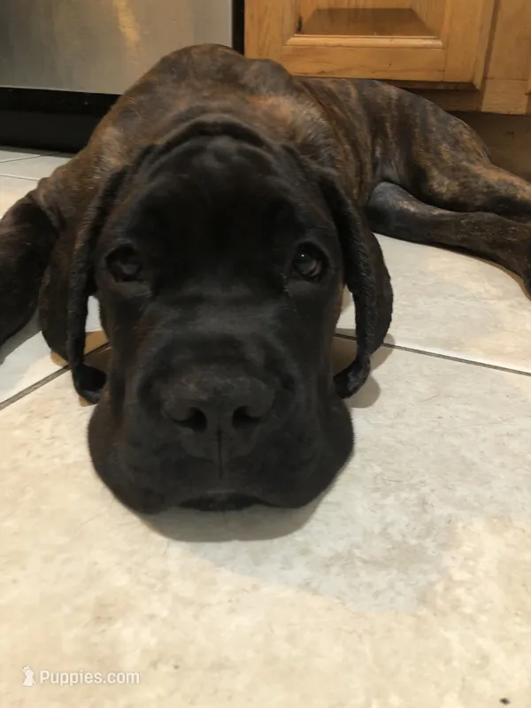 Hera  – Cane Corso puppy for sale in Jersey City, NJ