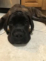 Hera , a female Cane Corso for sale in Jersey City, NJ – 1 of 3