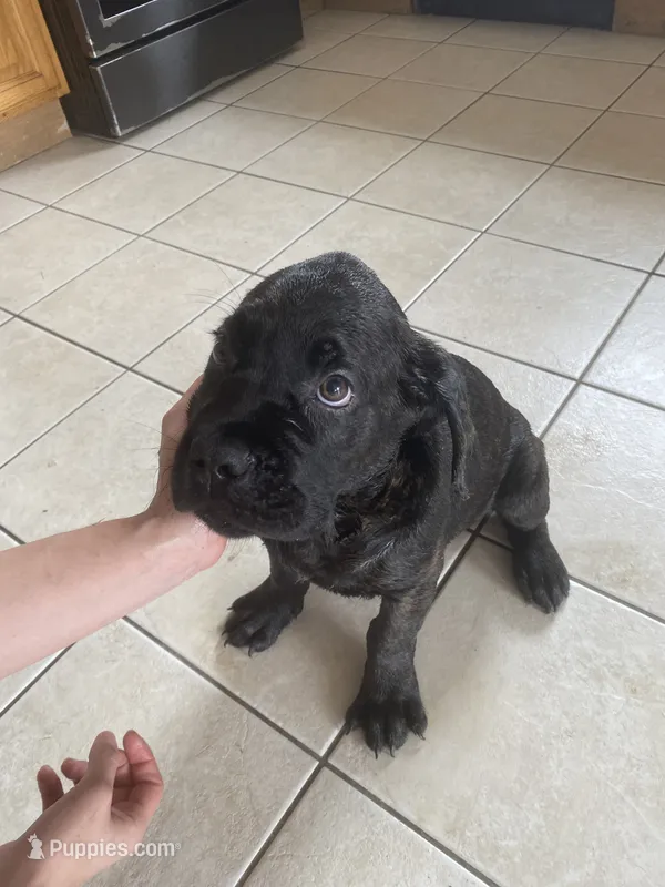 Oso – Cane Corso puppy for sale in Jersey City, NJ
