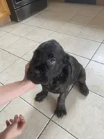 Oso, a male Cane Corso for sale in Jersey City, NJ – 1 of 3