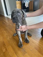 Beta , a female Cane Corso for sale in Jersey City, NJ – 3 of 3