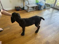 Hera , a female Cane Corso for sale in Jersey City, NJ – 3 of 3
