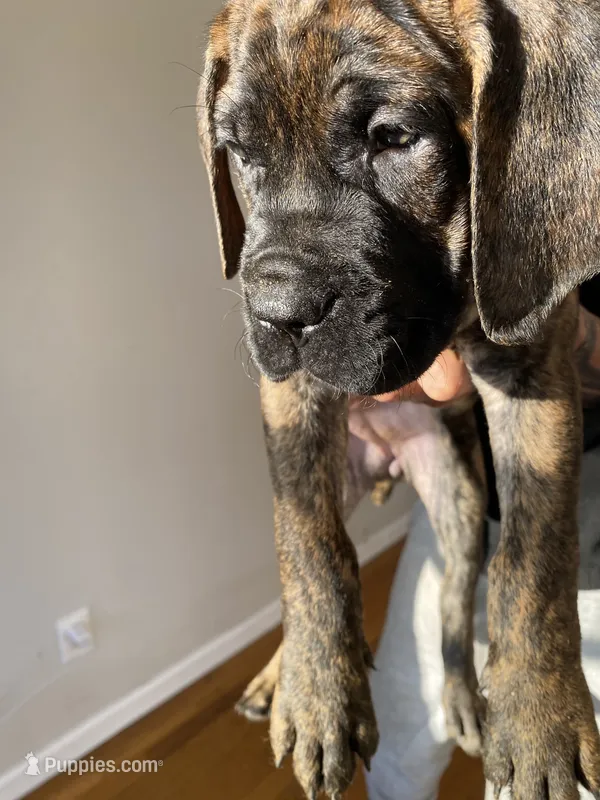 Hela – Cane Corso puppy for sale in Jersey City, NJ