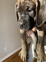 Hela, a female Cane Corso for sale in Jersey City, NJ – 1 of 2