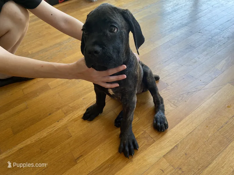 Hera  – Cane Corso puppy for sale in Jersey City, NJ