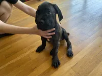 Hera , a female Cane Corso for sale in Jersey City, NJ – 1 of 3