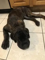 Hera , a female Cane Corso for sale in Jersey City, NJ – 2 of 3