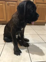 Hera , a female Cane Corso for sale in Jersey City, NJ – 3 of 3