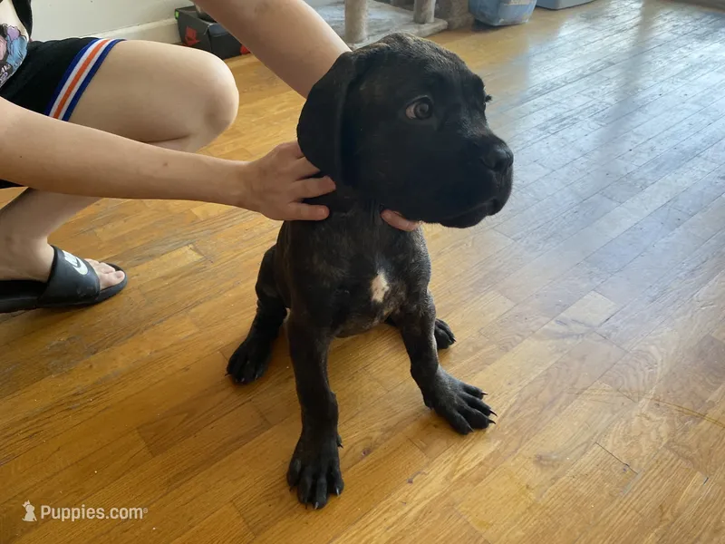 Shadow  – Cane Corso puppy for sale in Jersey City, NJ