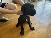 Shadow , a female Cane Corso for sale in Jersey City, NJ – 1 of 3