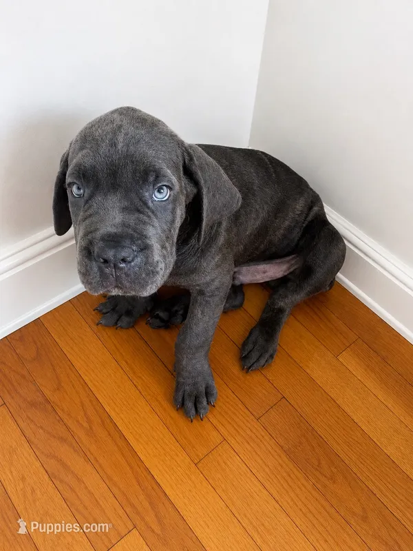 Gordo – Cane Corso puppy for sale in Jersey City, NJ